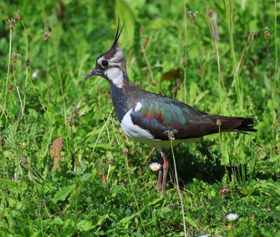Kievit - Northern Lapwing