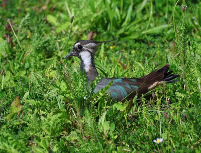 Kievit - Northern Lapwing