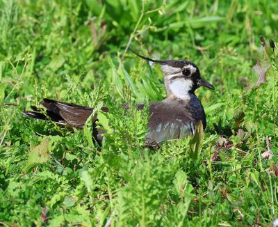 Kievit - Northern Lapwing