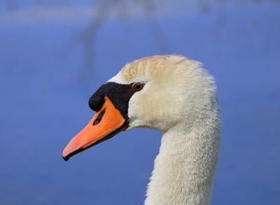 Knobbelzwaan - Mute Swan