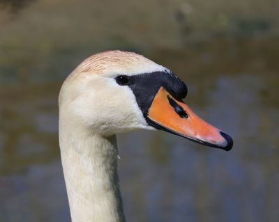 Knobbelzwaan - Mute Swan