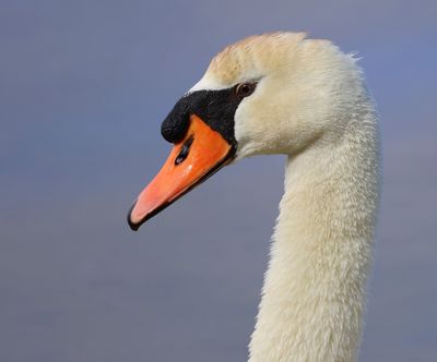 Knobbelzwaan - Mute Swan
