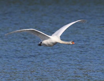 Knobbelzwaan - Mute Swan