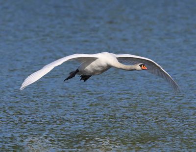 Knobbelzwaan - Mute Swan