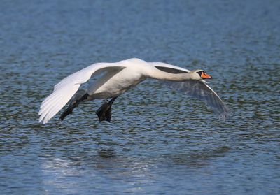 Knobbelzwaan - Mute Swan