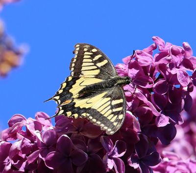 Koninginnenpage - Old World Swallowtail