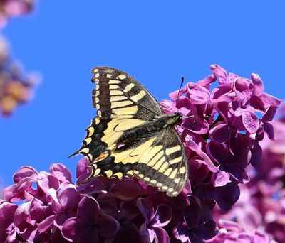 Koninginnenpage - Old World Swallowtail