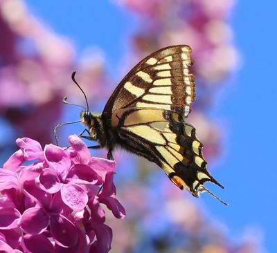 Koninginnenpage - Old World Swallowtail