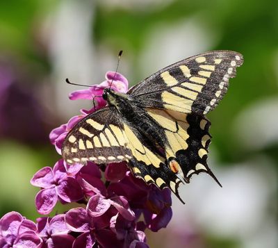Koninginnenpage - Old World Swallowtail