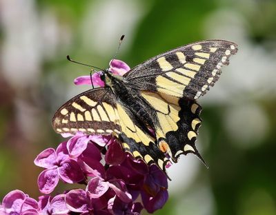 Koninginnenpage - Old World Swallowtail