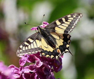 Koninginnenpage - Old World Swallowtail
