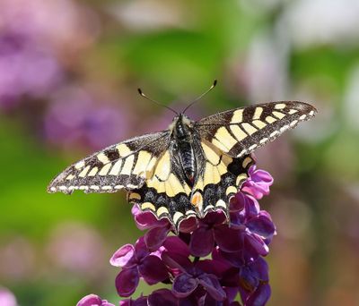 Koninginnenpage - Old World Swallowtail