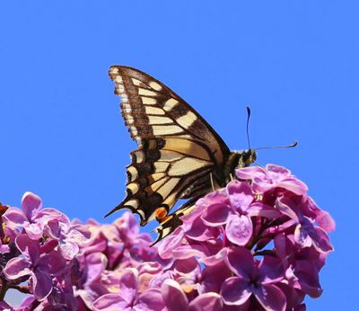 Koninginnenpage - Old World Swallowtail