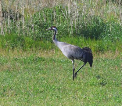 Kraanvogel - Common Crane