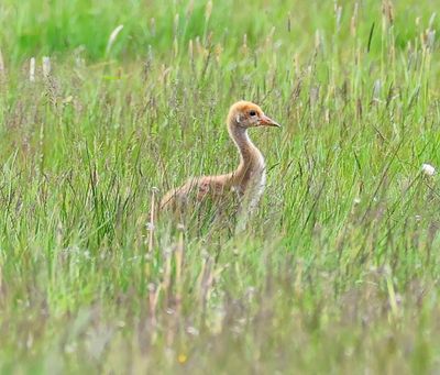 Kraanvogel - Common Crane