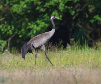 Kraanvogel - Common Crane