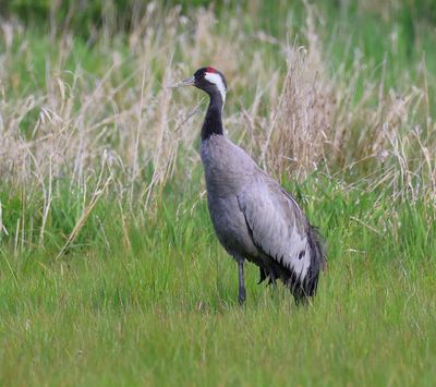 Kraanvogel - Common Crane