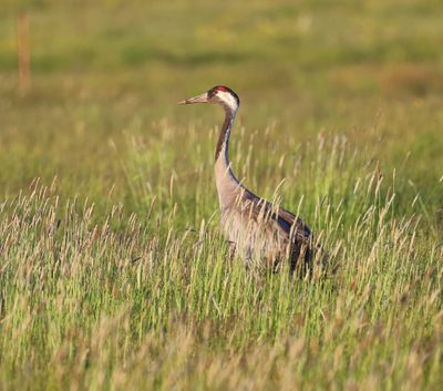 Kraanvogel - Common Crane