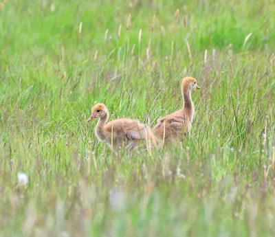 Kraanvogels - Common Cranes