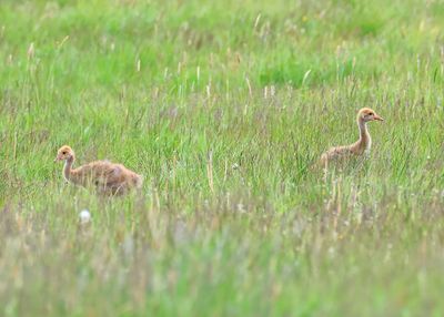 Kraanvogels - Common Cranes