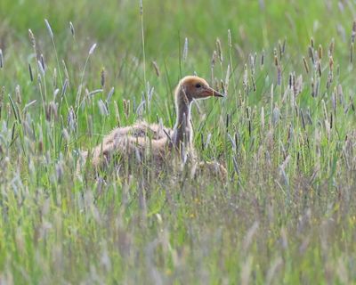 Kraanvogels - Common Cranes