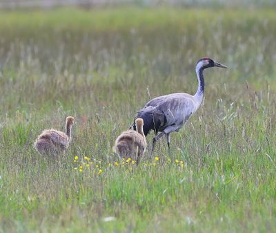 Kraanvogels - Common Cranes