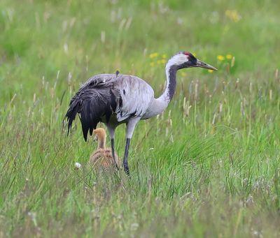 Kraanvogels - Common Cranes