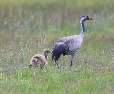 Kraanvogels - Cranes