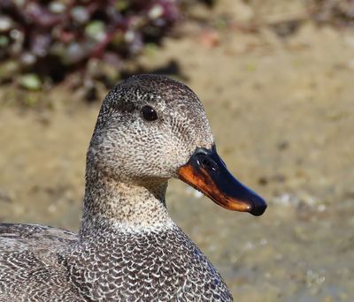 Krakeend - Gadwall
