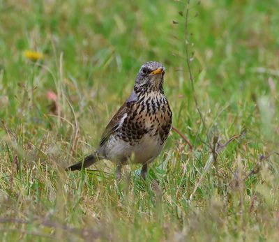 Kramsvogel - Fieldfare