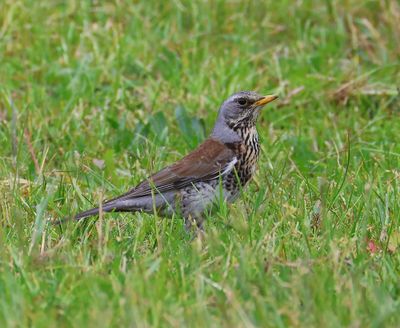 Kramsvogel - Fieldfare