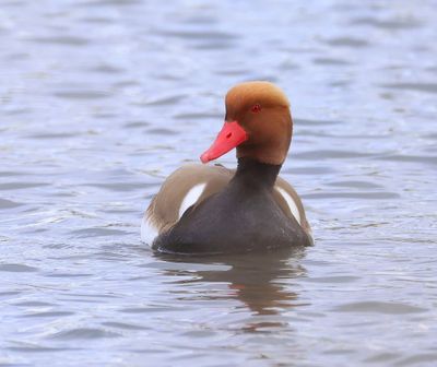 Krooneend - Red-crested Pochard