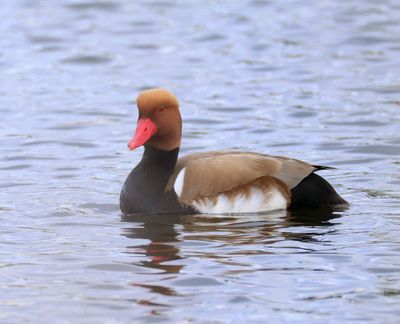 Krooneend - Red-crested Pochard