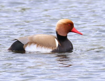 Krooneend - Red-crested Pochard
