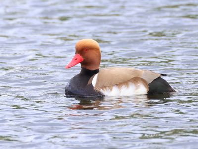 Krooneend - Red-crested Pochard