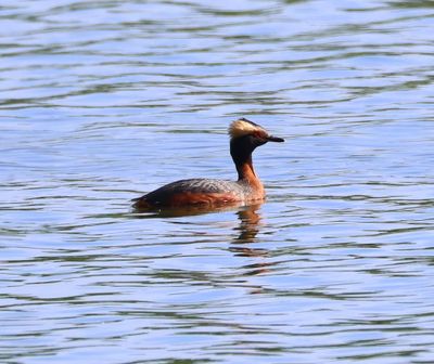Kuifduiker - Horned Grebe