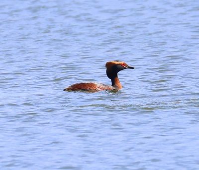 Kuifduiker - Horned Grebe