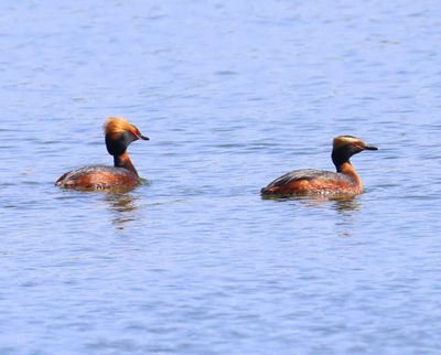 Kuifduikers - Horned Grebes