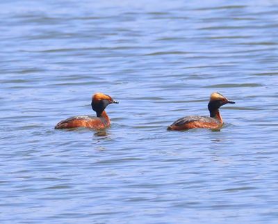 Kuifduikers - Horned Grebes