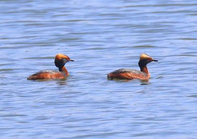 Kuifduiker - Horned Grebe