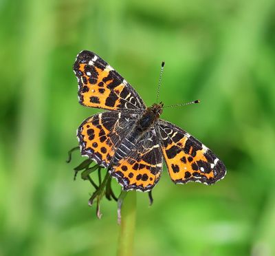 Landkaartje - Map Butterfly