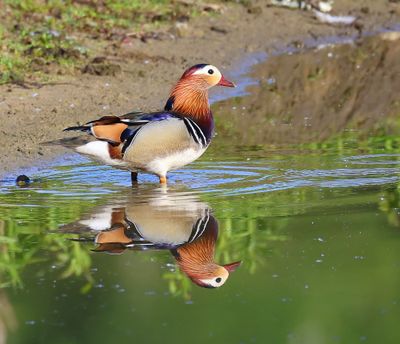 Mandarijneend - Mandarin Duck