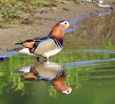 Mandarijneend - Mandarin Duck