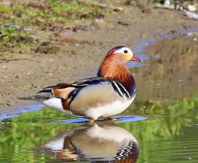 Mandarijneend - Mandarin Duck