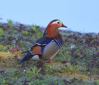 Mandarijneend - Mandarin Duck