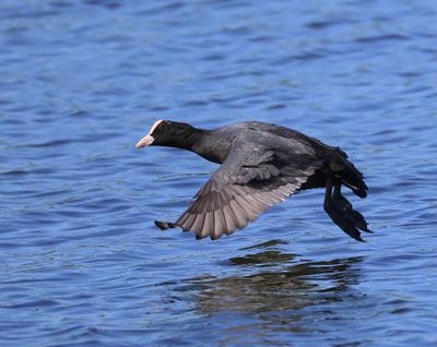 Meerkoet - Eurasian Coot