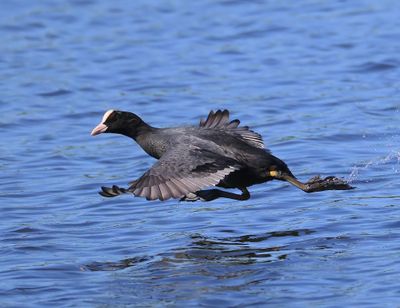 Meerkoet - Eurasian Coot