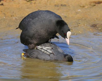 Meerkoet - Eurasian Coot