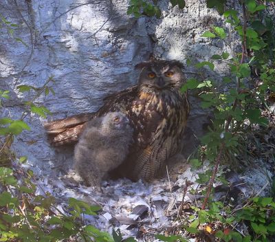 Oehoe's - Eurasian Eagle Owls