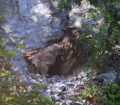 Oehoe's - Eurasian Eagle Owls